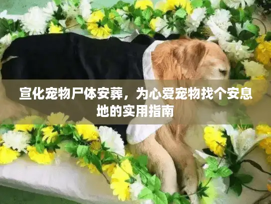 宣化宠物尸体安葬,为心爱宠物找个安息地的实用指南 宣化宠物尸体安葬,为心爱宠物找个安息地的实用指南