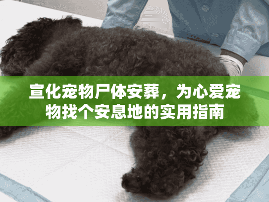 宣化宠物尸体安葬,为心爱宠物找个安息地的实用指南 宣化宠物尸体安葬,为心爱宠物找个安息地的实用指南