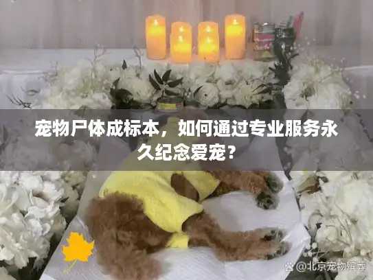 宠物尸体成标本，如何通过专业服务永久纪念爱宠？