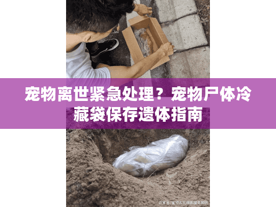 宠物离世紧急处理？宠物尸体冷藏袋保存遗体指南