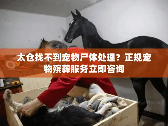 太仓找不到宠物尸体处理？正规宠物殡葬服务立即咨询