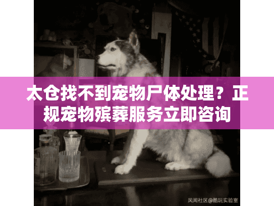 太仓找不到宠物尸体处理？正规宠物殡葬服务立即咨询