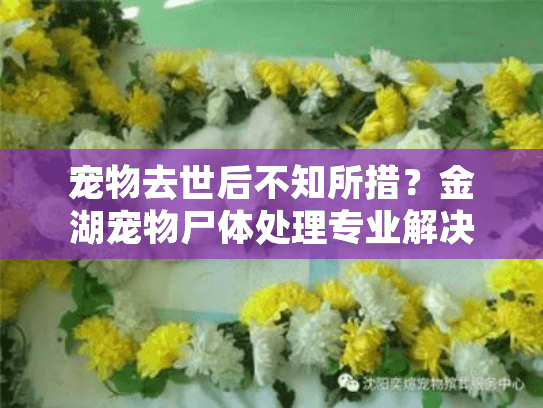 宠物去世后不知所措？金湖宠物尸体处理专业解决方案