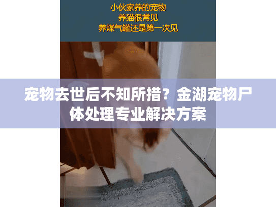 宠物去世后不知所措？金湖宠物尸体处理专业解决方案