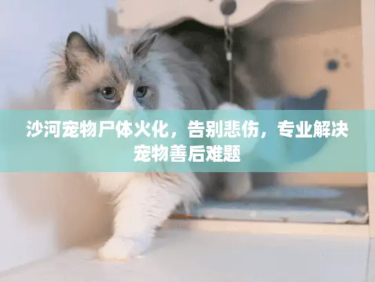 沙河宠物尸体火化，告别悲伤，专业解决宠物善后难题