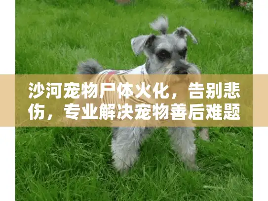 沙河宠物尸体火化，告别悲伤，专业解决宠物善后难题