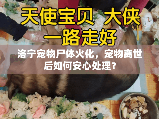 洛宁宠物尸体火化，宠物离世后如何安心处理？