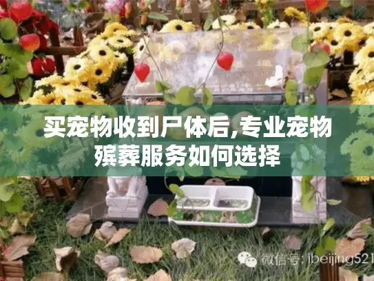 买宠物收到尸体后,专业宠物殡葬服务如何选择