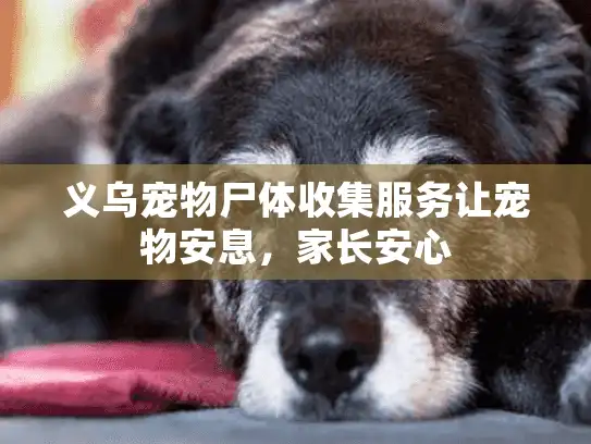 义乌宠物尸体收集服务让宠物安息,家长安心 义乌宠物尸体收集服务让宠物安息,家长安心