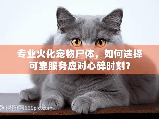 专业火化宠物尸体，如何选择可靠服务应对心碎时刻？