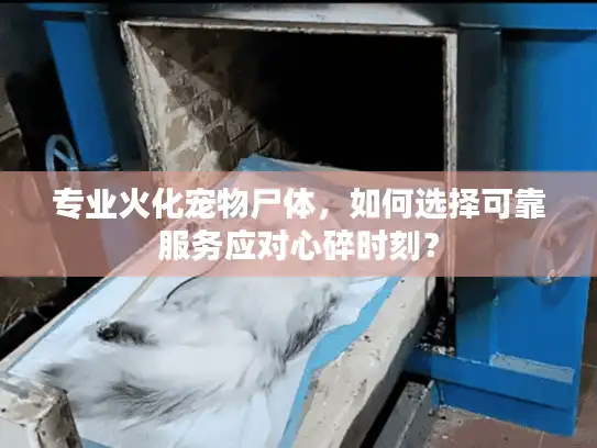 专业火化宠物尸体，如何选择可靠服务应对心碎时刻？