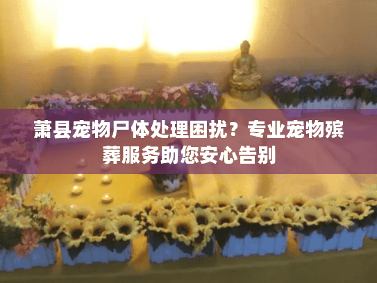 萧县宠物尸体处理困扰？专业宠物殡葬服务助您安心告别