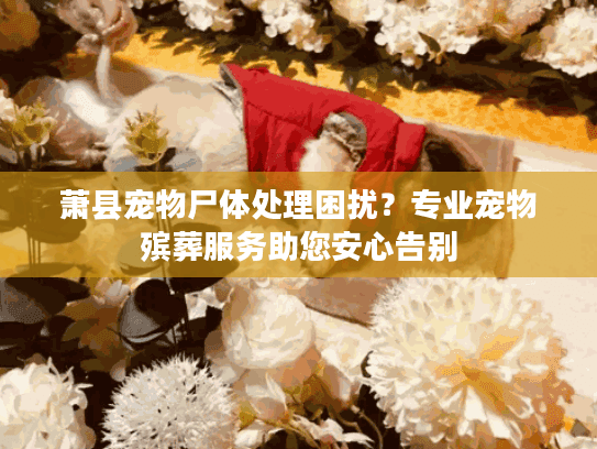萧县宠物尸体处理困扰？专业宠物殡葬服务助您安心告别