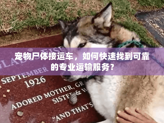 宠物尸体接运车，如何快速找到可靠的专业运输服务？