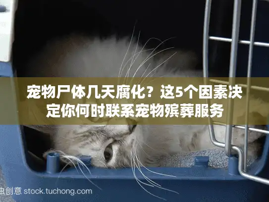 宠物尸体几天腐化？这5个因素决定你何时联系宠物殡葬服务