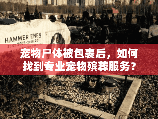 宠物尸体被包裹后，如何找到专业宠物殡葬服务？
