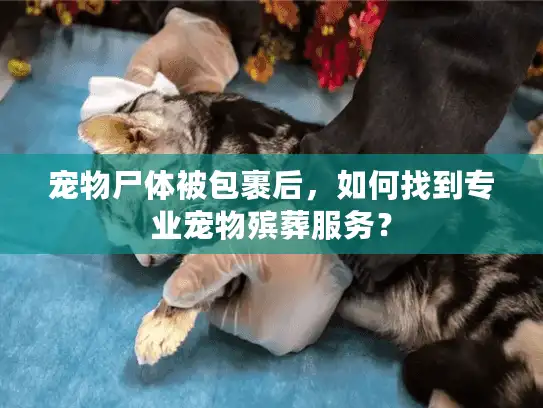 宠物尸体被包裹后，如何找到专业宠物殡葬服务？