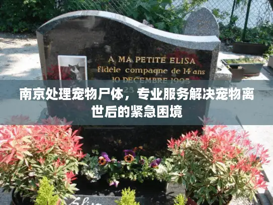 南京处理宠物尸体，专业服务解决宠物离世后的紧急困境