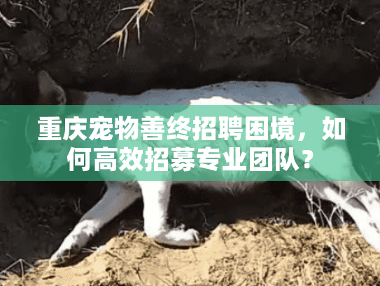 重庆宠物善终招聘困境，如何高效招募专业团队？