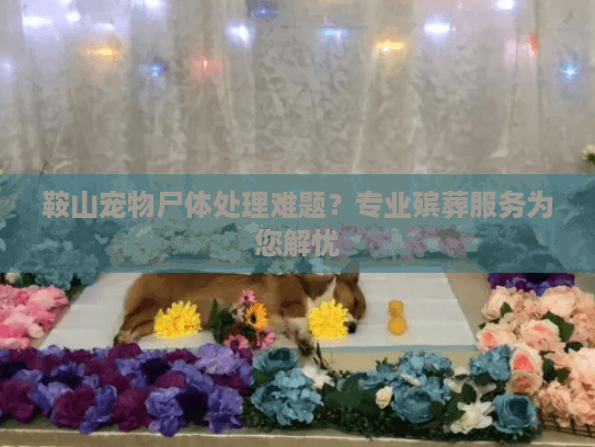 鞍山宠物尸体处理难题？专业殡葬服务为您解忧