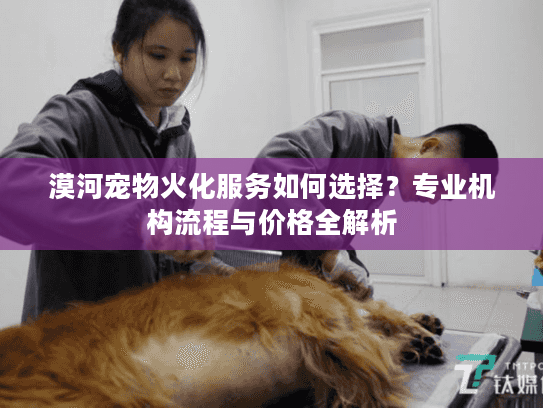 漠河宠物火化服务如何选择？专业机构流程与价格全解析