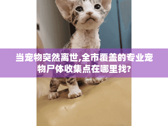 当宠物突然离世,全市覆盖的专业宠物尸体收集点在哪里找? 当宠物突然离世,全市覆盖的专业宠物尸体收集点在哪里找?