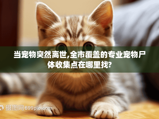 当宠物突然离世,全市覆盖的专业宠物尸体收集点在哪里找? 当宠物突然离世,全市覆盖的专业宠物尸体收集点在哪里找?