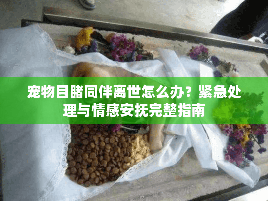 宠物目睹同伴离世怎么办?紧急处理与情感安抚完整指南 宠物目睹同伴离世怎么办?紧急处理与情感安抚完整指南