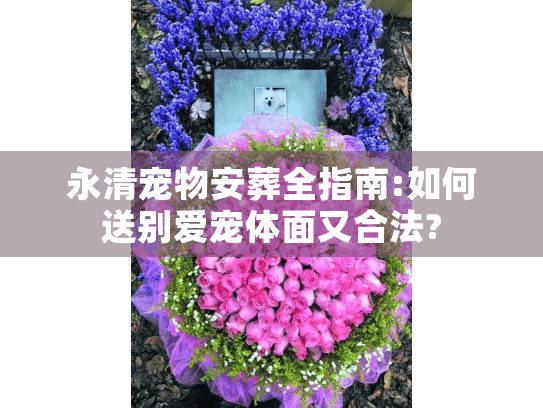 永清宠物安葬全指南:如何送别爱宠体面又合法?