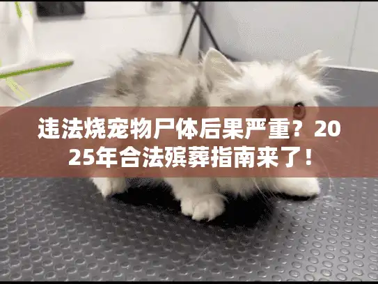 违法烧宠物尸体后果严重？2025年合法殡葬指南来了！