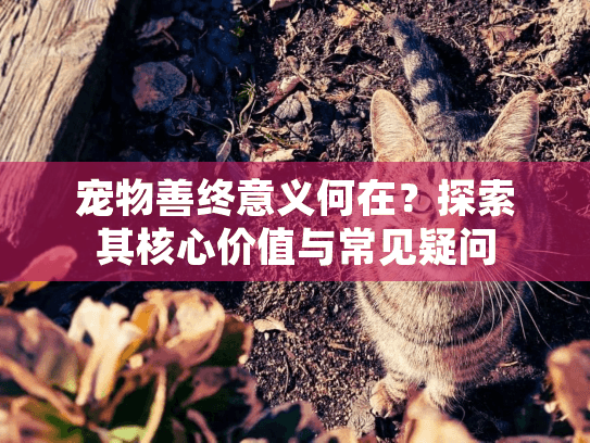 宠物善终意义何在？探索其核心价值与常见疑问