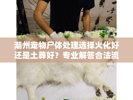 潮州宠物尸体处理选择火化好还是土葬好？专业解答合法流程