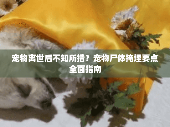 宠物离世后不知所措？宠物尸体掩埋要点全面指南