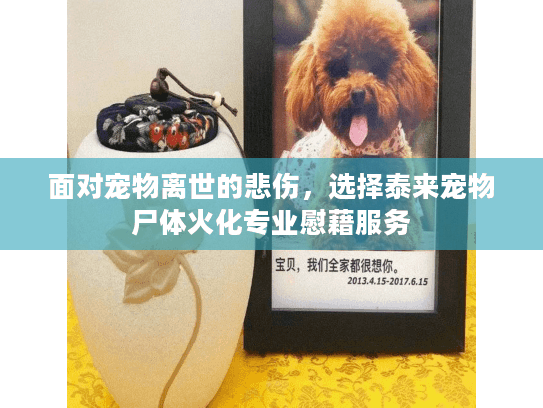 面对宠物离世的悲伤，选择泰来宠物尸体火化专业慰藉服务