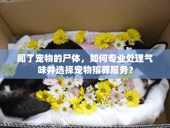 闻了宠物的尸体，如何专业处理气味并选择宠物殡葬服务？