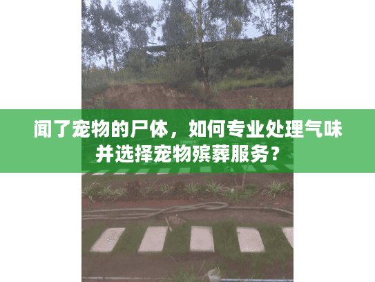 闻了宠物的尸体，如何专业处理气味并选择宠物殡葬服务？