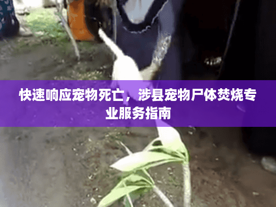 快速响应宠物死亡，涉县宠物尸体焚烧专业服务指南