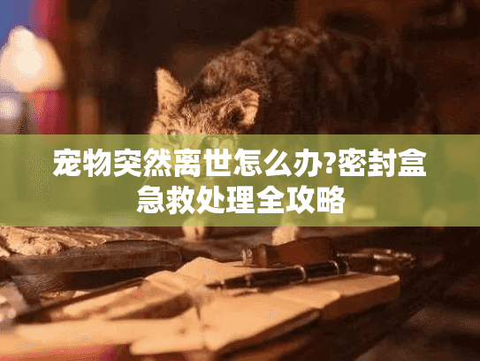 宠物突然离世怎么办?密封盒急救处理全攻略
