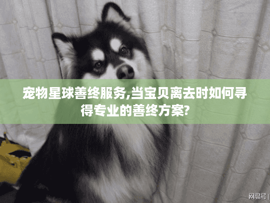 宠物星球善终服务,当宝贝离去时如何寻得专业的善终方案?