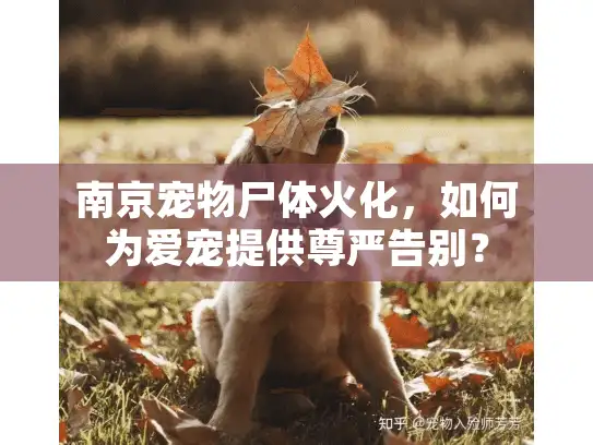 南京宠物尸体火化,如何为爱宠提供尊严告别? 南京宠物尸体火化,如何为爱宠提供尊严告别?