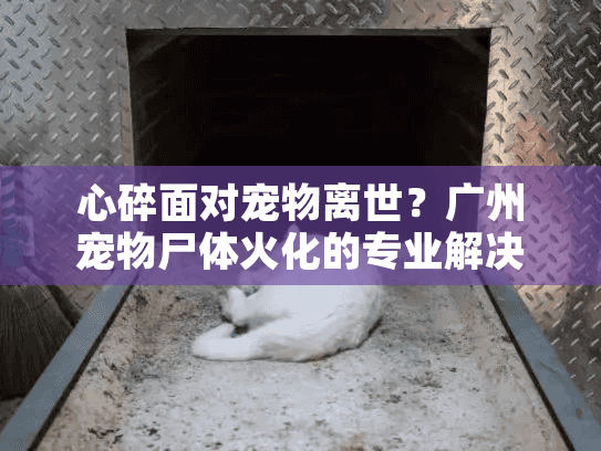 心碎面对宠物离世？广州宠物尸体火化的专业解决方案