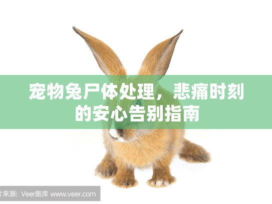 宠物兔尸体处理，悲痛时刻的安心告别指南