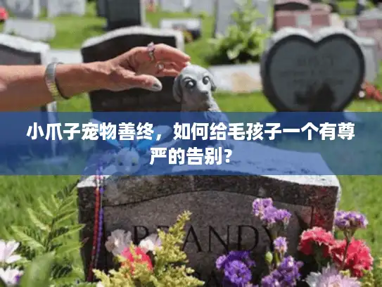 小爪子宠物善终，如何给毛孩子一个有尊严的告别？