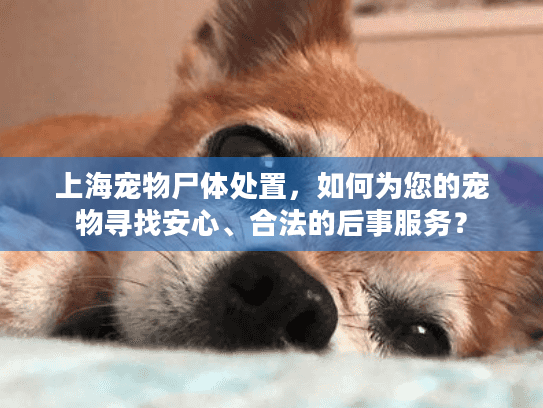 上海宠物尸体处置，如何为您的宠物寻找安心、合法的后事服务？
