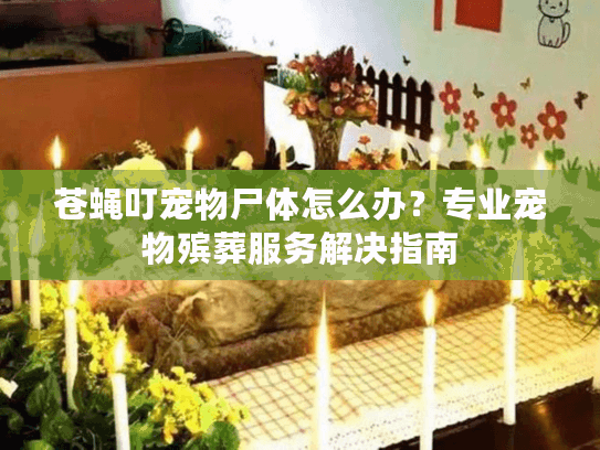 苍蝇叮宠物尸体怎么办？专业宠物殡葬服务解决指南