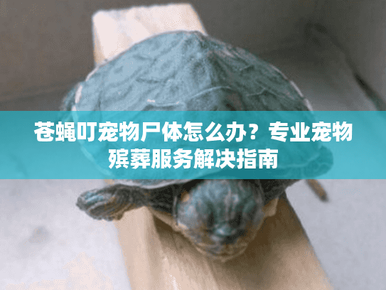 苍蝇叮宠物尸体怎么办？专业宠物殡葬服务解决指南