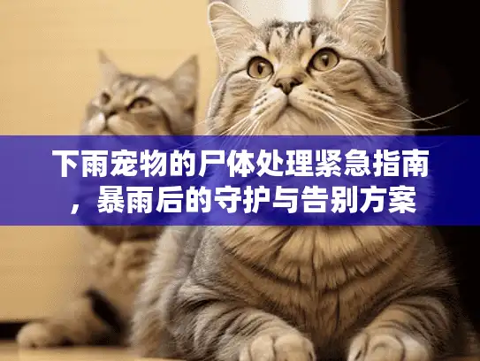 下雨宠物的尸体处理紧急指南，暴雨后的守护与告别方案