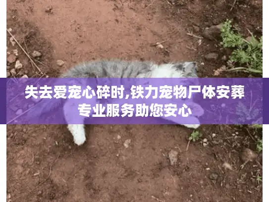 失去爱宠心碎时,铁力宠物尸体安葬专业服务助您安心