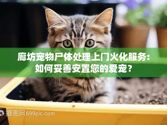 廊坊宠物尸体处理上门火化服务:如何妥善安置您的爱宠？