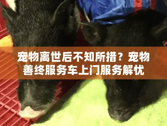 宠物离世后不知所措？宠物善终服务车上门服务解忧